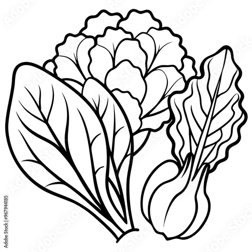 collard greens mustard greens bok choy vegetables outline coloring book page line art illustration digital drawing