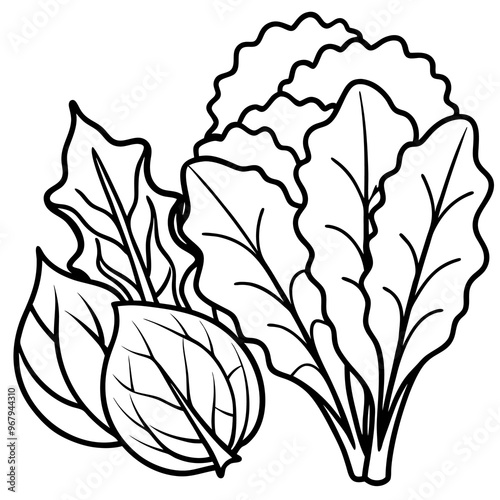 collard greens mustard greens bok choy vegetables outline coloring book page line art illustration digital drawing