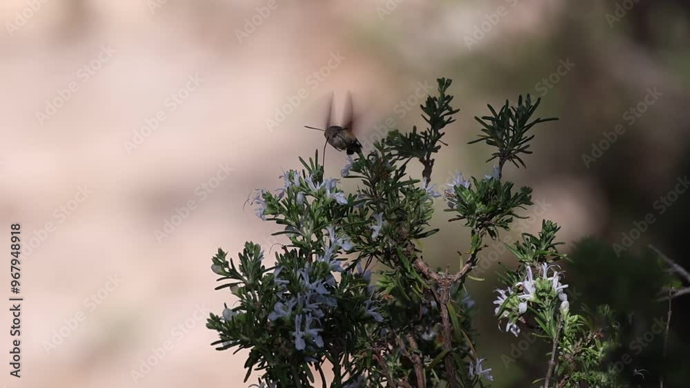Mariposa esfinge colibrí (Macroglossum stellatarum) alimentandose en flores de planta de romero, Alcoy, España Mariposa esfinge colibrí (Macroglossum stellatarum) alimentandose en flores de planta de romero, Alcoy, España