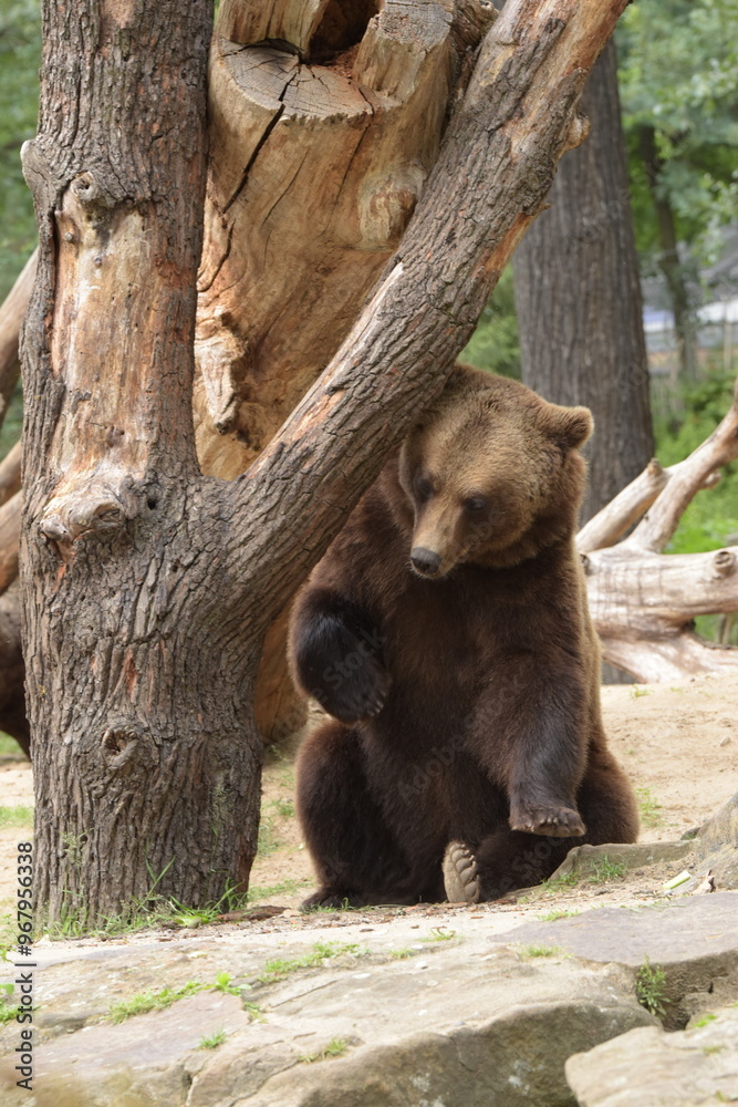 Obraz premium Brown Bear