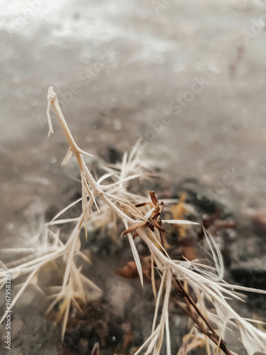 close up of grass