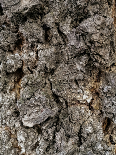 bark of a tree