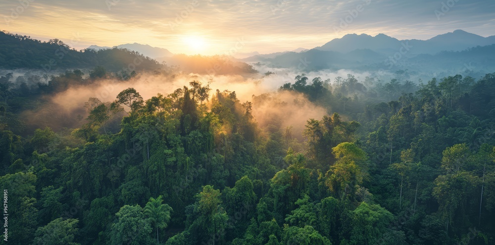 Aerial view of a tropical rainforest landscape in the morning with mist above the green trees. Sunlight is falling onto the forest. Lush jungle landscape background. Aerial view of a tropical rainforest landscape in the morning with mist above the green trees. Sunlight is falling onto the forest. Lush jungle landscape background.