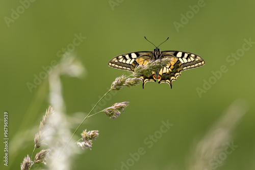 Schwalbenschwanz Schmetterling