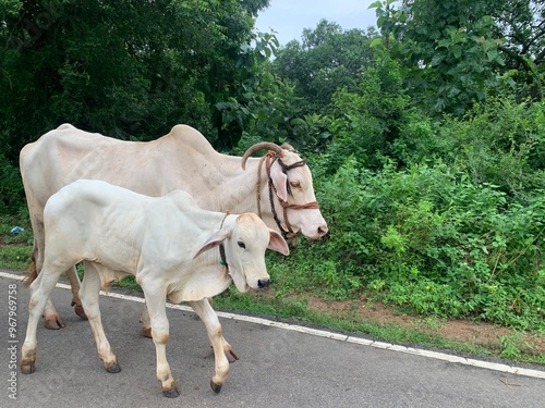 cow walking on the road photo