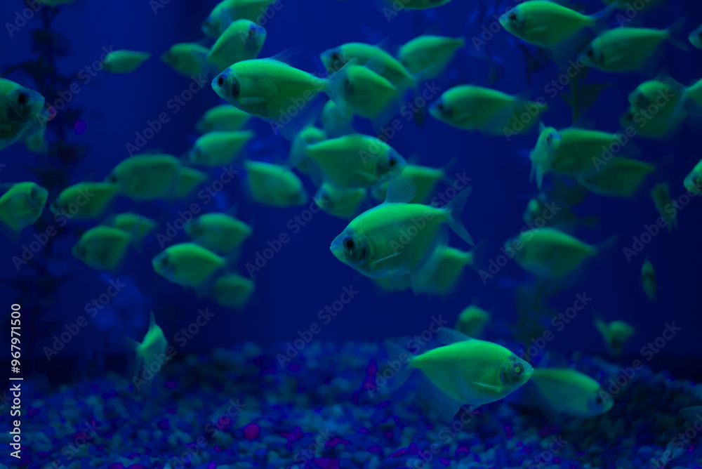 Obraz premium Group of genetically modified tetra fish