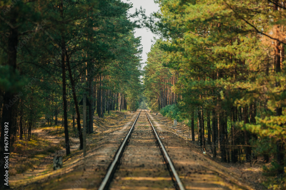 A railway through a pine forest in summer, background A railway through a pine forest in summer, background