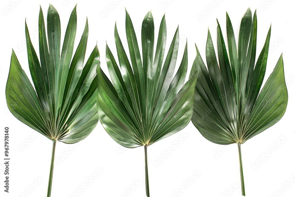 Obraz premium Three different types of palm leaves displayed on a white background