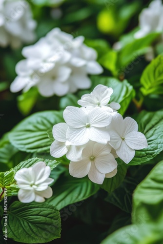 White flower with green leaves