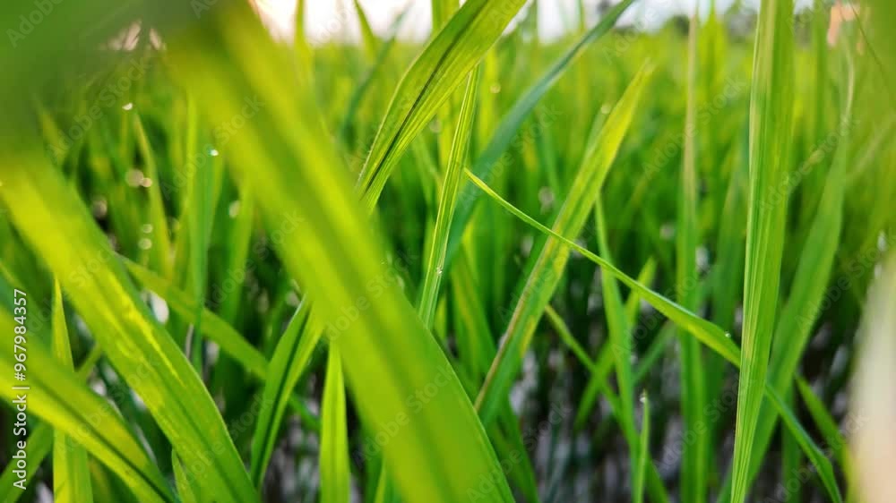 Vibrant green rice plants topped with dewdrops in a sunlit paddy field, ideal for themes of agriculture and Earth Day Vibrant green rice plants topped with dewdrops in a sunlit paddy field, ideal for themes of agriculture and Earth Day