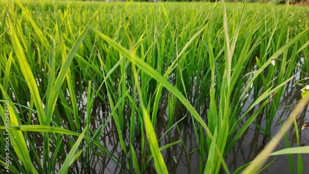 Close-up of vibrant green rice plants growing in flooded paddy field, related to agriculture and Asian harvest festivals Close-up of vibrant green rice plants growing in flooded paddy field, related to agriculture and Asian harvest festivals