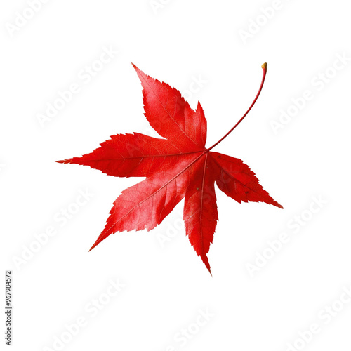 Red Maple Leaf Isolated on White Background