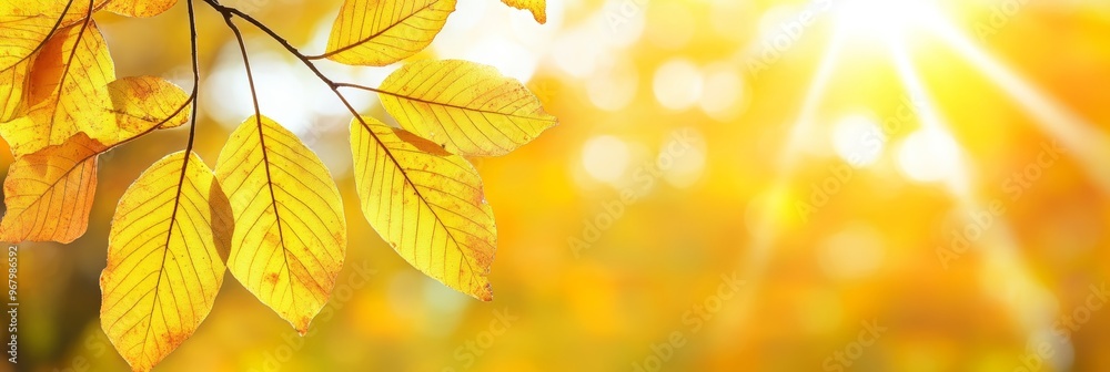 Bright yellow leaves glow in the warm sunlight, showcasing vibrant colors typical of a peaceful autumn day outdoors Bright yellow leaves glow in the warm sunlight, showcasing vibrant colors typical of a peaceful autumn day outdoors