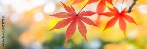 Bright red maple leaves dangle gracefully from a branch, illuminated by warm sunlight in a peaceful autumn garden