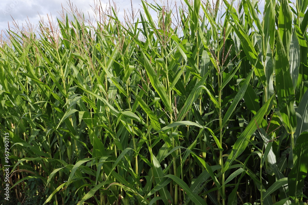 a cornfield with young corncobs a cornfield with young corncobs