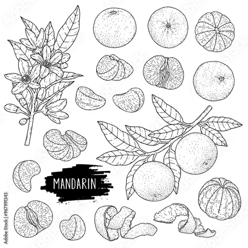 Vector hand drawn mandarin or tangerine set. Organic citrus plant drawing with unpeeled whole mandarin, slices, halves and branch. Line art botanical illustration. Outline ink style sketch.