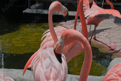 Close-up of male flamingo in the sun