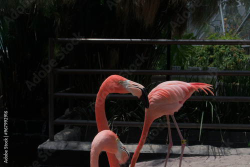 Male flamingo next to a female