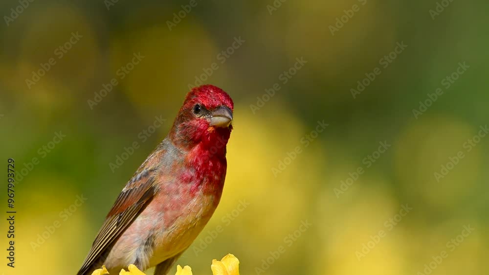 Male Common Rosefinch is singing his songs Male Common Rosefinch is singing his songs