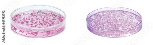 Two round Petri dishes with pink and purple substance isolate on transparent background, png, cutout photo