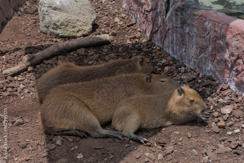 Family of capybaras resting in the shade