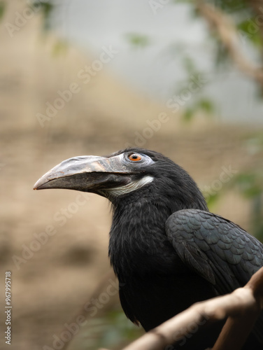 Visayan hornbill photo