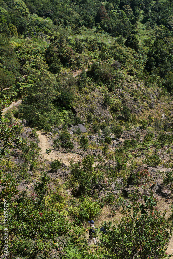 Rocky Pathway Through Dense Mountain Vegetation Rocky Pathway Through Dense Mountain Vegetation