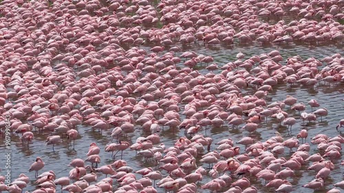 A stunning view of pink flamingos swimming in a serene lake Natron, Tanzania