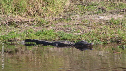 alligator in the swamp