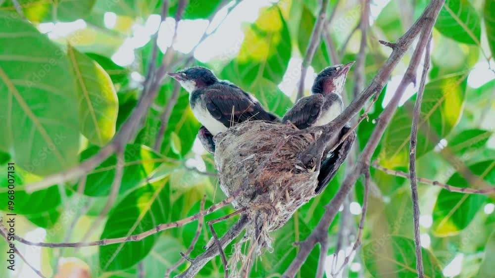 Oriental Magpie-Robin (Copsychus saularis) feeds new-born babies in the nest Oriental Magpie-Robin (Copsychus saularis) feeds new-born babies in the nest
