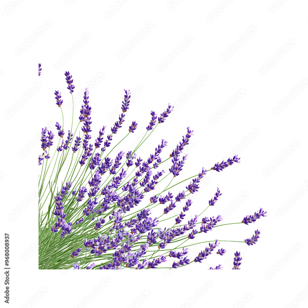 Fototapeta premium Lavender Flowers in Full Bloom, Isolated on White Background