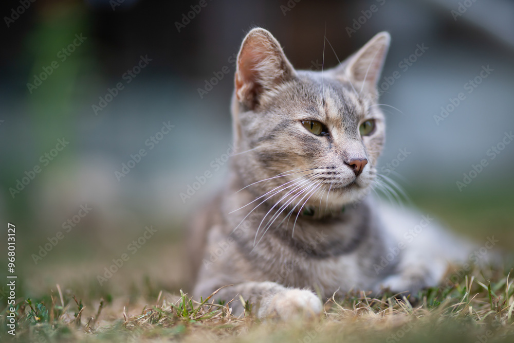 Relaxed and happy cat gets pleasure basking in the summer sun Relaxed and happy cat gets pleasure basking in the summer sun