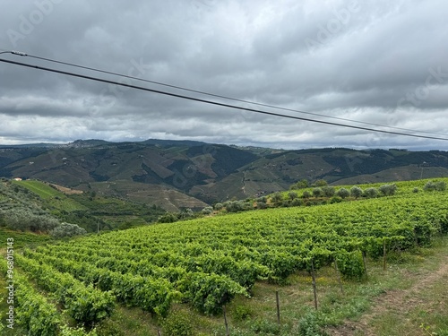Duoro Valley vineyard