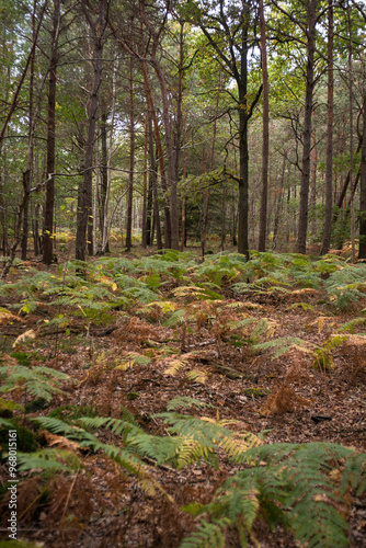 Fougère aigle, Pteridium aquilinum, Forêt de Sénart, Essonne, 91, France