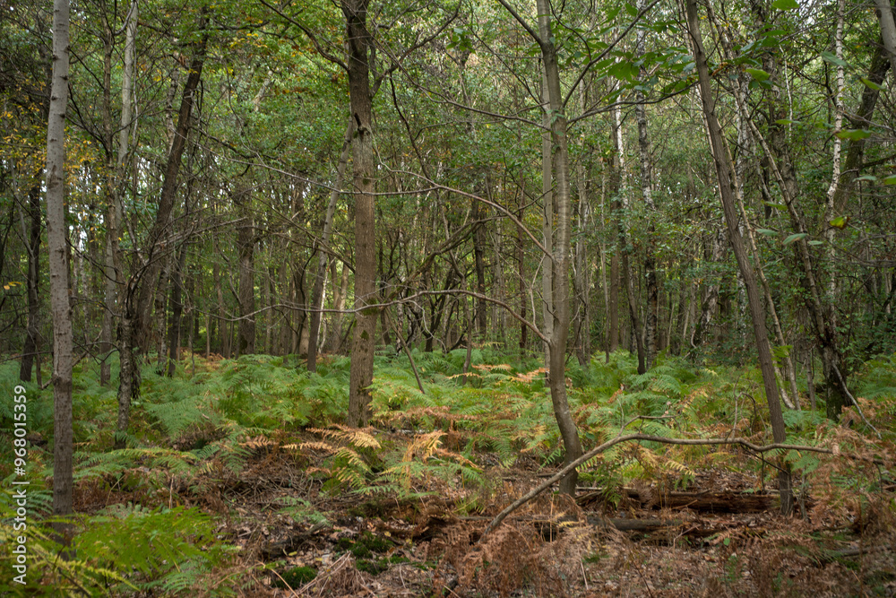 Fougère aigle, Pteridium aquilinum, Forêt de Sénart, Essonne, 91, France Fougère aigle, Pteridium aquilinum, Forêt de Sénart, Essonne, 91, France