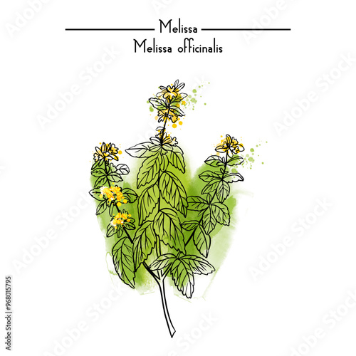 Melissa Medical Herbs watercolor vector illustration