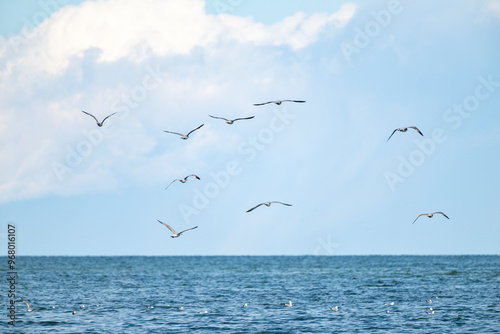 Silbermöwen über der Ostsee bei Eckernförde,Schleswig-Holstein, Deutschland