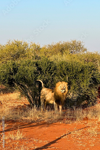 A wild lion spotted on safari in South Africa.