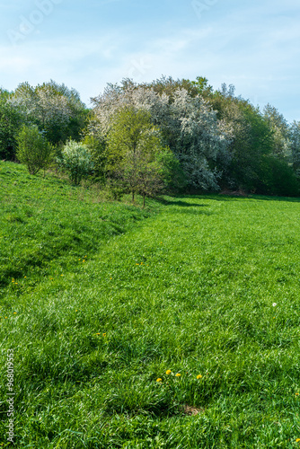 Springtime scenery of meadow with forest with blossoming trees and blue sky photo