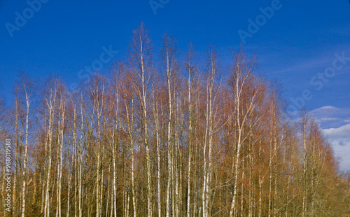 Tree and sky