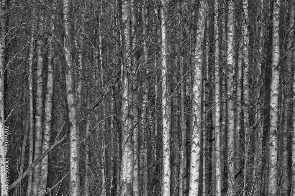Wood texture in black and white Wood texture in black and white