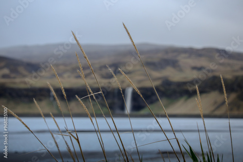 Icelandic grasses 