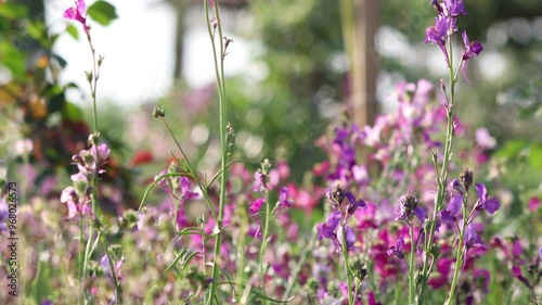 Nature scenery of flowers swaying in the wind in sunlight with natural blooming pink flower petals on the garden, Field of little pink flower 