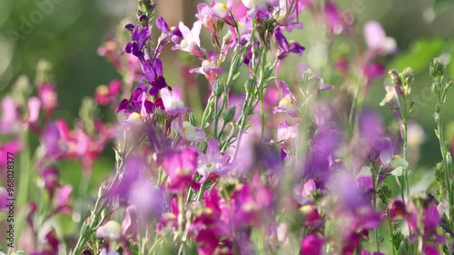 Nature scenery of flowers swaying in the wind in sunlight with natural blooming pink flower petals on the garden, Field of little pink flower 