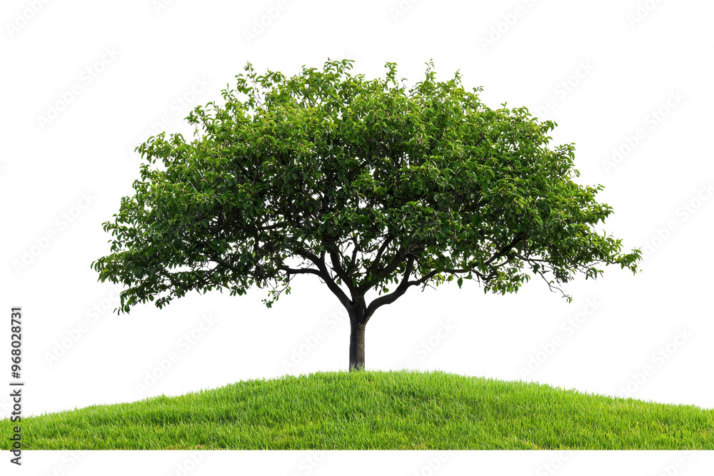A solitary green tree stands on a small grassy hill, showcasing lush foliage and vibrant greenery, symbolizing nature and tranquility. A solitary green tree stands on a small grassy hill, showcasing lush foliage and vibrant greenery, symbolizing nature and tranquility.