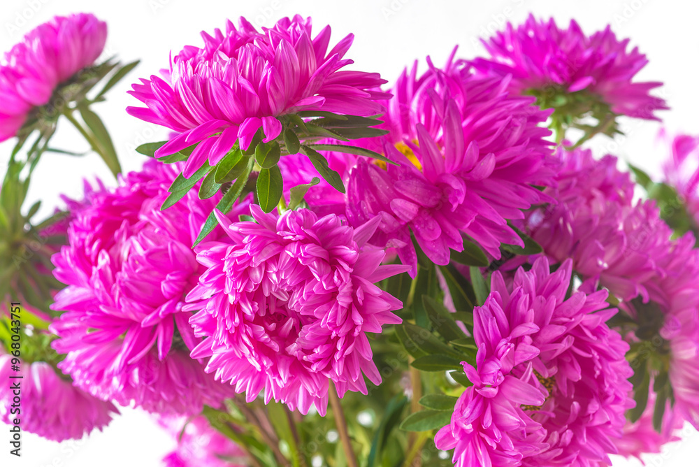 Fototapeta premium Bunch of purple aster (genus) flowers on a white background
