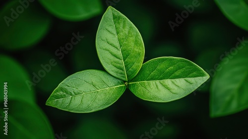 Green Leaves Emerging from the Dark