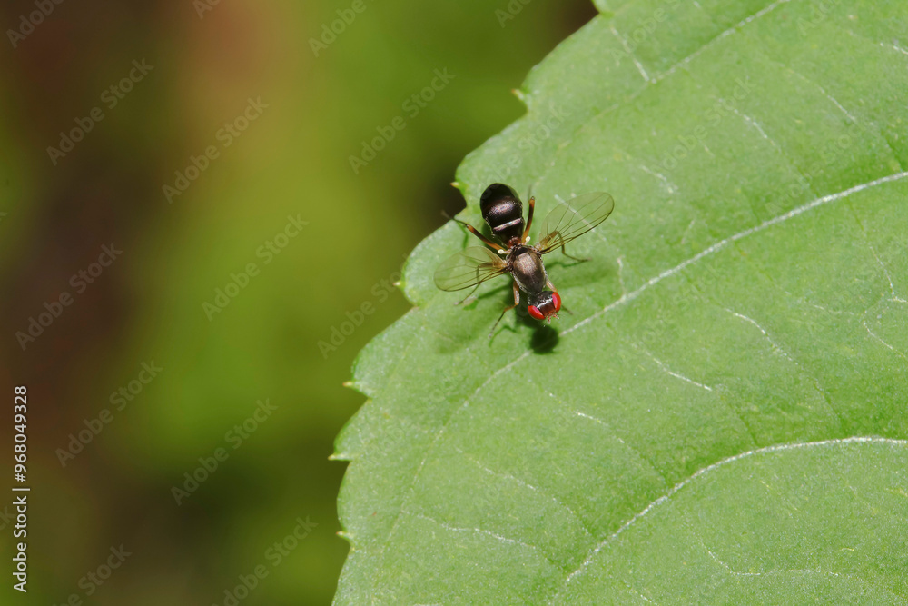 Schwingfliege, Nemopoda nitidula Schwingfliege, Nemopoda nitidula