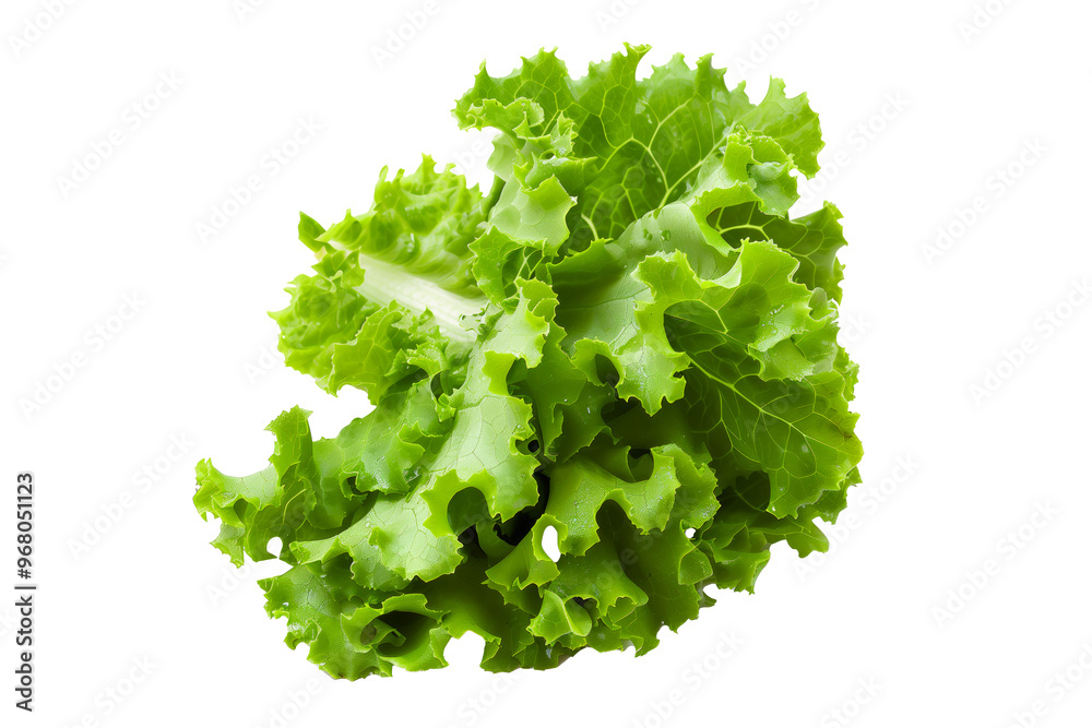 Fresh green lettuce leaves with water droplets isolated on a white background. Concept of healthy eating, freshness, and organic food Fresh green lettuce leaves with water droplets isolated on a white background. Concept of healthy eating, freshness, and organic food