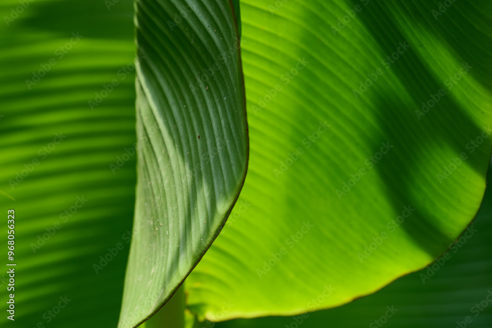 detail of a fresh green banana leaf illuminated by the sun